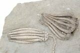 Fossil Crinoid Plate (Six Species) - Crawfordsville, Indiana #197529-2